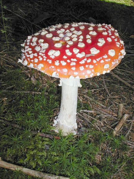 červená parádnice